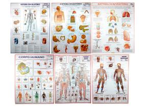 Kit Mapa do Corpo Humano Sistema Respiratório Digestório Circulatório Esquelético e Anatomia Muscular