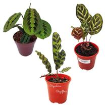 KIT Maranta Cascavel+Maranta Pavão+Maranta Bigode De Gato