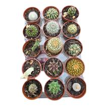 Kit mini cactos pote 6 - 10 unidades variadas