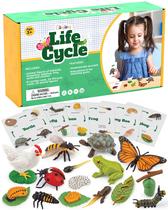 Kit Montessori para animais Science Toy Life Cycle com jogo de 24 peças