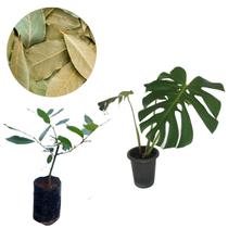 Kit Muda Costela De Adão Monstera+Muda De Louro Para Tempero Kit Muda Costela De Adão Monstera+Muda De Louro Para Tempero