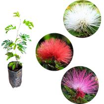 Kit Muda da Flor Caliandra 1 Branca 1 Vermelha 1 Rosa para Cerca viva muda 60 a 90 cm Kit Muda da Flor Caliandra 1 Branca 1 Vermelha 1 Rosa para Cerca viva muda 60 a 90 cm