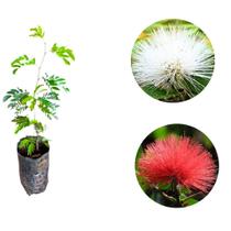 Kit Muda da Flor Caliandra Branca e Vermelha para Cerca viva muda 60 a 90 cm