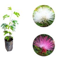 Kit Muda da Flor Caliandra Rosa e Branca para Cerca viva muda 60 a 90 cm