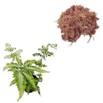 Kit Muda De Samambaia Prata Variegata + Musgo Sphagnum 5L Kit Muda De Samambaia Prata Variegata + Musgo Sphagnum 5L
