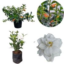 Kit Muda Gardenia Jasmim Do Cabo Perfumada Columeia Peixinho