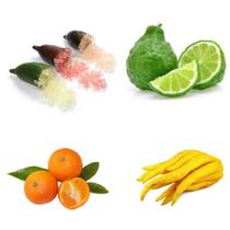 Kit Muda Limão Keifer, Cravinho,Mão Buda,Caviar Enxertado-Mais raro do BR