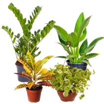 Kit Muda Planta Natural Pacová Zamioculca Cróton Peperômia