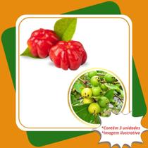 Kit mudas 2 Araçá Amarelo 1 Muda de Pitanga