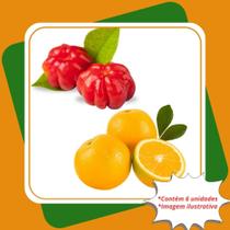 Kit Mudas 5 Pitanga 1 Laranja Lima