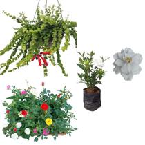Kit Mudas Columeia Crespa Gardênia Jasmim Mini Rosa De Sol Kit Mudas Columeia Crespa Gardênia Jasmim Mini Rosa De Sol