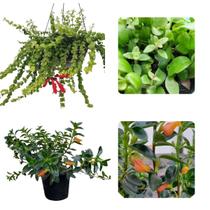 Kit Mudas Columeia Peixinho Columeia Crespa Dobrada Pote 10