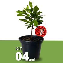 Kit Mudas de Fruta do Milagre Pote 15 Mudas Frutíferas 30cm