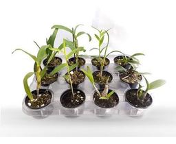Kit Mudas De Orquídeas Mista 36 Unidades Diversas Super Plantas Naturais Raras