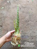 kit Mudas de rosa do deserto para fazer enxerto CAVALO OBESUM PORTE G