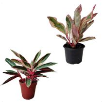 Kit Mudas Maranta Tricolor Natural Folhagem Peperômia Tricolor Kit Mudas Maranta Tricolor Natural Folhagem Peperômia Tricolor
