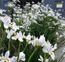 Kit Mudas Moreias Para Jardin E Paisagismo 30 Unidades