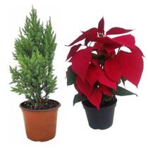 KIT Mudas Tuia Strickta Pinheiro +Poinsetia Flor do Natal