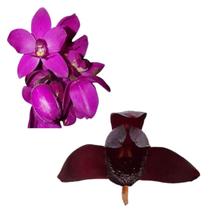 Kit Orquídea Cheiro De Uva Grapete Com Orquídea Negra Adulta Linda For Decoração Ambientes Interiores Jardins