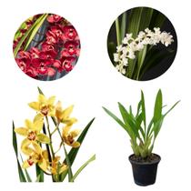 Kit Orquidea Pipoca Eria + Mini Cymbidium Cores Mista Planta