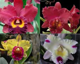Kit Orquideas 10 Mudas Pré Adultas Cattleya Lindas e Variadas