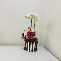 Kit para presente com orquídea 2 astes em cores diversas conforme disponibilidade do dia