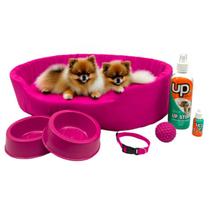 Kit Pet Pequeno Cama Europa Educador Xixi Sim/Não Cães 500ml