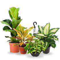 Kit Planta Comigo Ninguem Pode Ficus Croton Flor de Cera