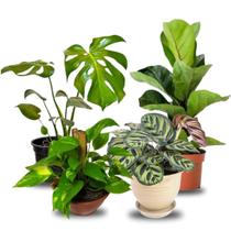 Kit Planta Costela de Adão Ficus Jiboia Maranta Makoyama Kit Planta Costela de Adão Ficus Jiboia Maranta Makoyama