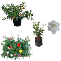 Kit Plantas De Sol Muda Gardenia Mini Rosa Columeia Peixinho