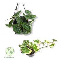 Kit Plantas Muda Jiboia Njoy + Jiboia Prateada Ornamental Kit Plantas Muda Jiboia Njoy + Jiboia Prateada Ornamental