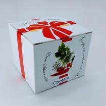 kit plantio sementes de coentro, sabor e saúde