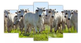 Kit Quadros Decoração Bois Gado Vaca Fazenda"