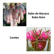 Kit Rabo De Macaco + Rabo De Rato Mudas Adultas Top de Linha Kit Rabo De Macaco + Rabo De Rato Mudas Adultas Top de Linha