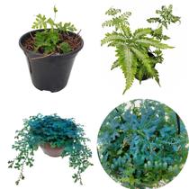 Kit Samambaia Prata + Azul Selaginella UncinataRaridade Kit Samambaia Prata + Azul Selaginella UncinataRaridade