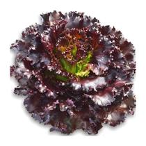 Kit Semente Alface Crespa Roxa Horta Inteligente HidroGarden Kit Semente Alface Crespa Roxa Horta Inteligente HidroGarden