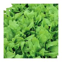 Kit Semente Almeirão Larga Horta Inteligente HidroGarden Kit Semente Almeirão Larga Horta Inteligente HidroGarden