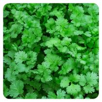 Kit Semente Folha Coentro Horta Inteligente HidroGarden