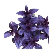 Kit Semente Majericão Toscano Horta Inteligente HidroGarden Kit Semente Majericão Toscano Horta Inteligente HidroGarden