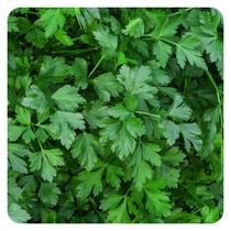 Kit Semente Salsa Stella Horta Inteligente HidroGarden