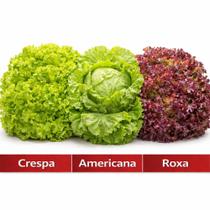 Kit Sementes Alface Fácil de Plantar Horta Caseira