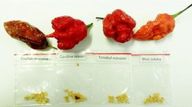 Kit Sementes Nucleares, 10 Bhutlah Chocolate, 10 Carolina Reaper, 10 Trinidad Scorpion, 10 Bhut Jolokia, Frutos Ilustrativos Kit Sementes Nucleares, 10 Bhutlah Chocolate, 10 Carolina Reaper, 10 Trinidad Scorpion, 10 Bhut Jolokia, Frutos Ilustrativos