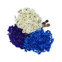 Kit Sempre Viva 3 Cores - Branca, Azul e Roxa Kit Sempre Viva 3 Cores - Branca, Azul e Roxa