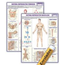 Kit Sistema Reprodutor Do Corpo Humano 120x90 : Masculino + Feminino - Enrolados Kit Sistema Reprodutor Do Corpo Humano 120x90 : Masculino + Feminino - Enrolados