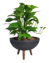 Kit Vaso Bacia Com Muda De Jibóia Com Substrato Decorativo