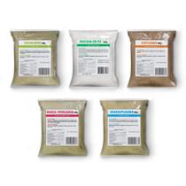 Kit Vitalidade - Gengibre, Mucuna, Catuaba, Ma ca Pe ruana Negra e Marapuama 100g