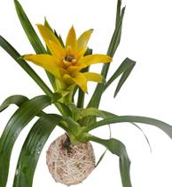 Kokedama Bromélia guzmania amarela de pendurar exótica - quintaldobonsai