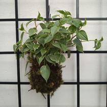 Kokedama coleção 'jungle' peperomia pendente Kokedama coleção 'jungle' peperomia pendente