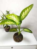 Kokedama Comigo Ninguém Pode - Arte Milenar Oriental