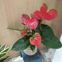 Kokedama de antúrio vermelho Kokedama de antúrio vermelho